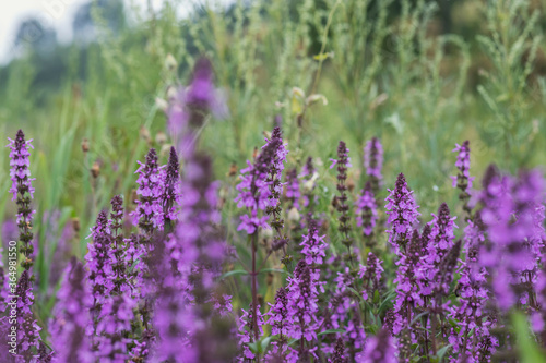 Many beautiful lilac and purple flowers in a Russian field on a warm summer day.