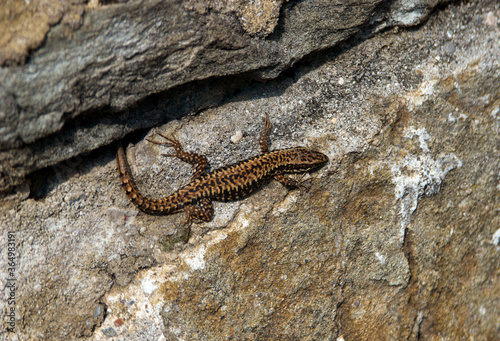 spotted lizard on a stone rock