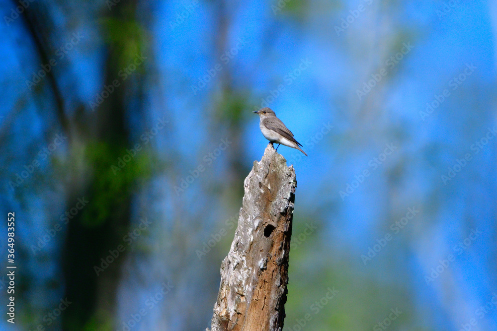 Grauschnäpper (Muscicapa striata) auf einer Sitzwarte Grauschnäpper (Muscicapa striata) auf einer Sitzwarte