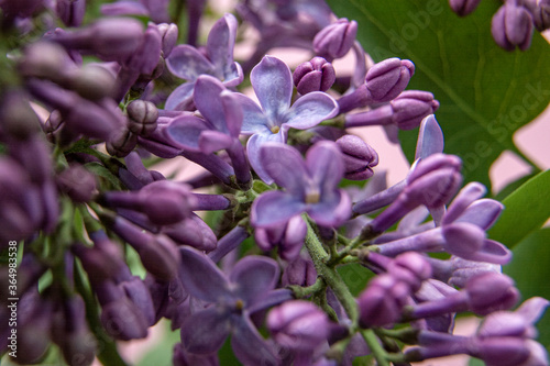 Branch with spring blossoms pink lilac flowers, bright blooming floral background. Close up