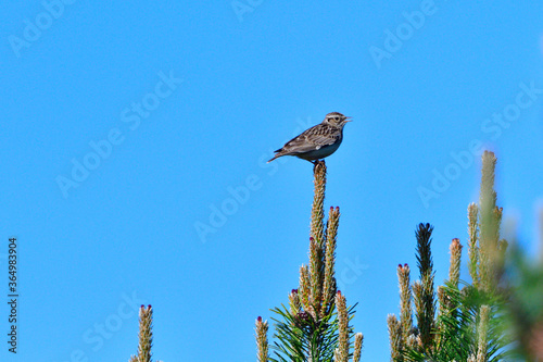 Heidelerche (Lullula arborea) im Frühjahr in der Lausitz	 photo