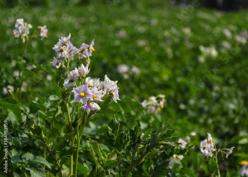 Close up of a potato field 2