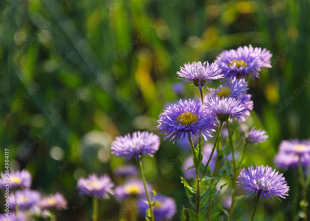 Fototapeta premium Symphyotrichum novae-angliae Michaelmas chamomile in bloom, autumn decorative herbaceous perennial 2