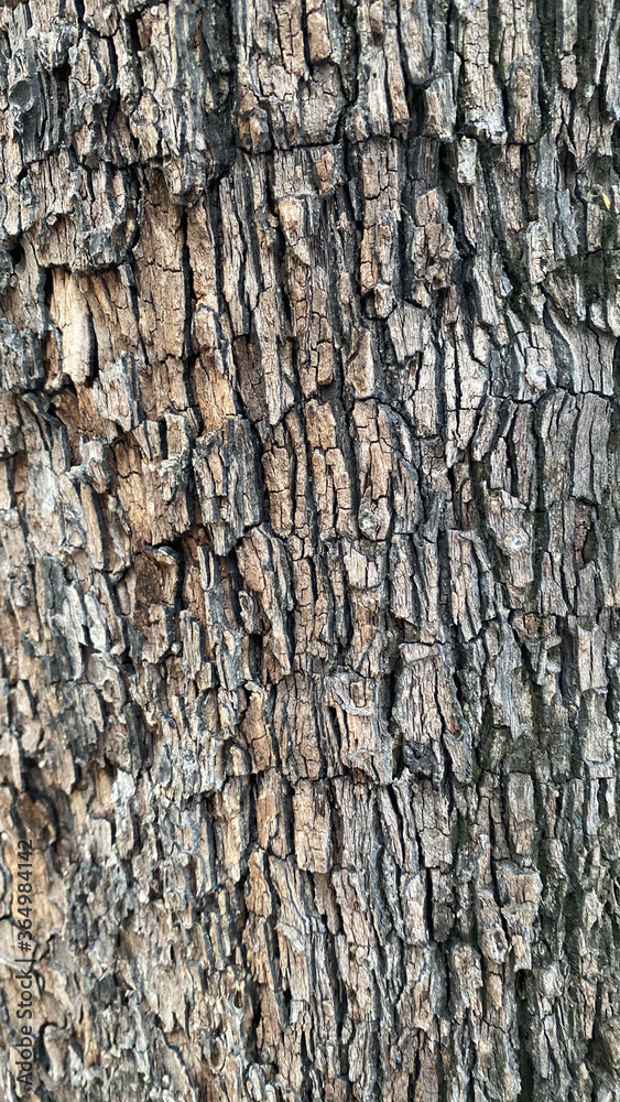 Fototapeta premium bark of a tree