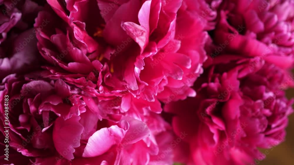 red pink scarlet purple peony flowers petals closeup red pink scarlet purple peony flowers petals closeup