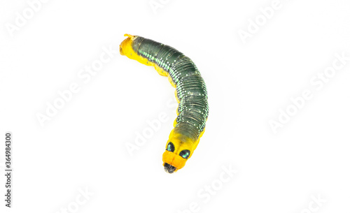 yellow and green worm on white background. photo