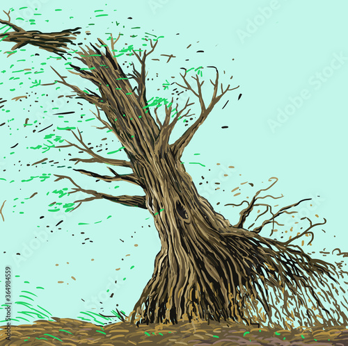 The old tree collapse by the windy winds