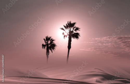 Palm trees silhouette at sunset