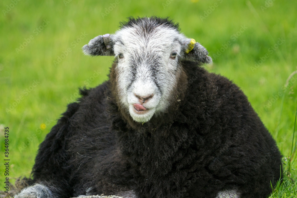 Herdwick Lamb lying down in the heat of a summers day looks straight at the camera