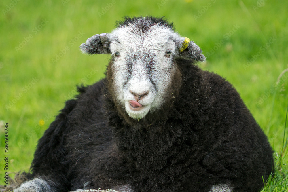 Herdwick Lamb lying down in the heat of a summers day looks straight at the camera Herdwick Lamb lying down in the heat of a summers day looks straight at the camera