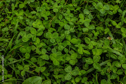 background shot of leafy greesn fresh grass lawn