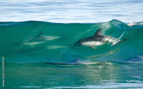 Delfines haciendo surf en Chile photo