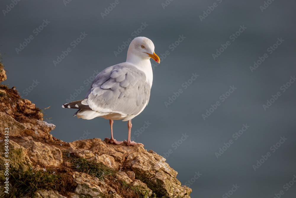 Herring Gull perched on the chalk cliffs at Bempton Cliffs North Yorkshire,UK Herring Gull perched on the chalk cliffs at Bempton Cliffs North Yorkshire,UK