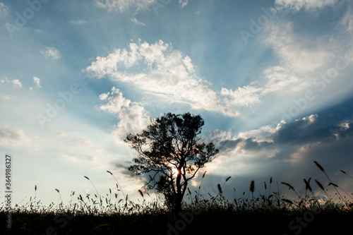 landscape with lonely tree dramatized by clouds at sunset