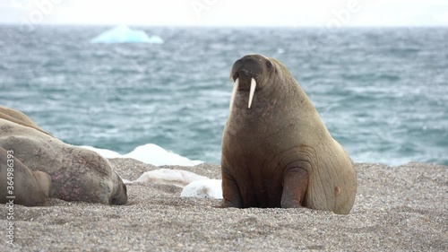 Walrus walking on shore. North Pole, Spitsbergen, Svalbard Norway. photo