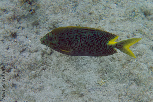 Brown-spotted spinefoot or Stellate rabbitfish (Siganus stellatus) in Red Sea photo