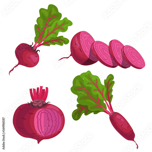 Beet roots set. Whole different beets with green leaves and slices. Red organic vegetables. Vector illustrations isolated on white background.