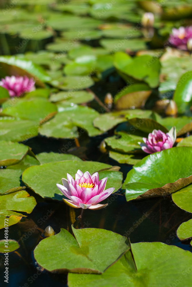 Pink water lilies on water. White and pink flowers with big green leaves floating in the lake. Pink water lilies on water. White and pink flowers with big green leaves floating in the lake.