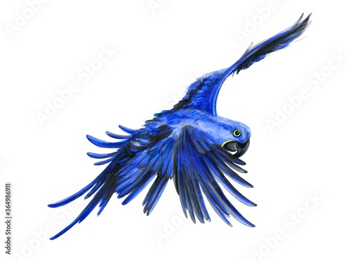 Illustration of a blue parrot