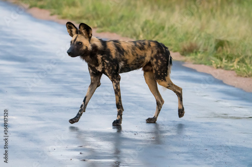 African wild dog (Lycaon pictus) in the Timbavati reserve, South Africa
