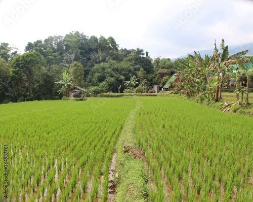 Greenrice fields in Indonesia