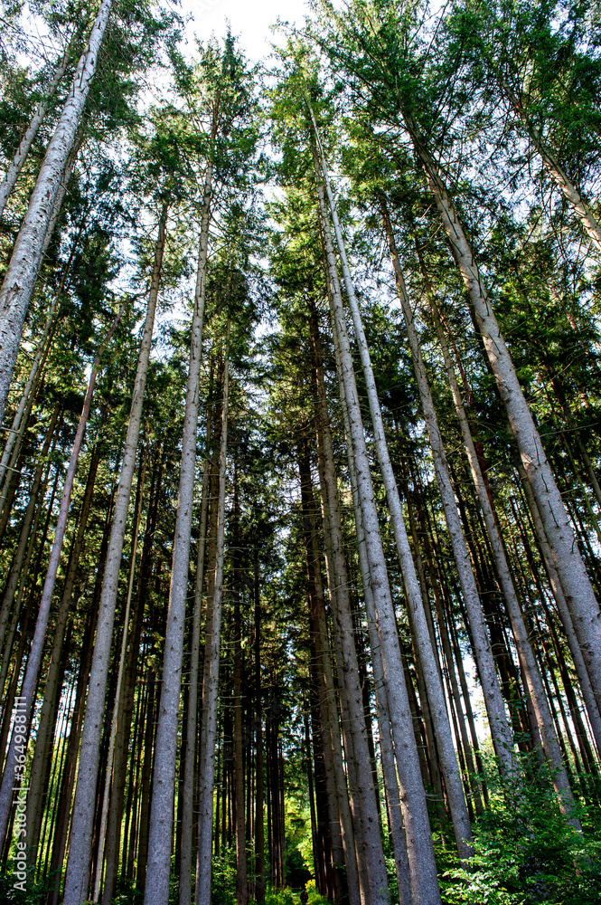 Nutzwald in Oberbayern, Forstenrieder Park