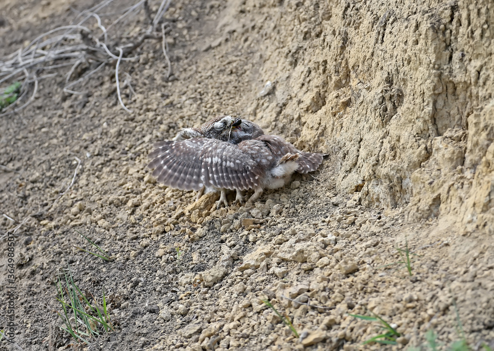 Two young little owls (Athene noctua) vie for the big black beetle brought by their parents Two young little owls (Athene noctua) vie for the big black beetle brought by their parents