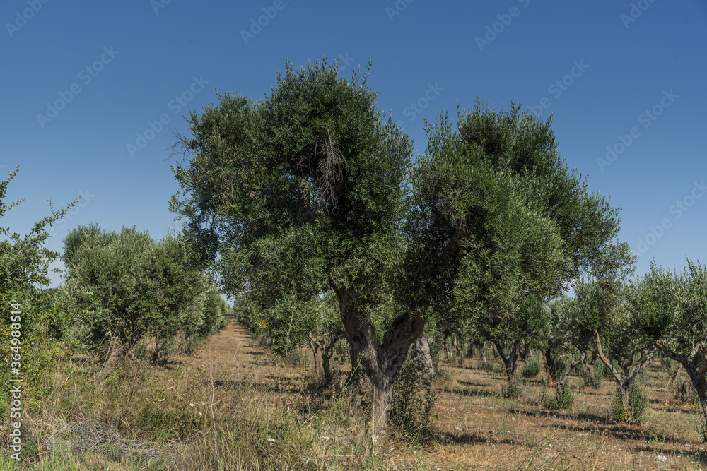 ulivi in puglia ,italia