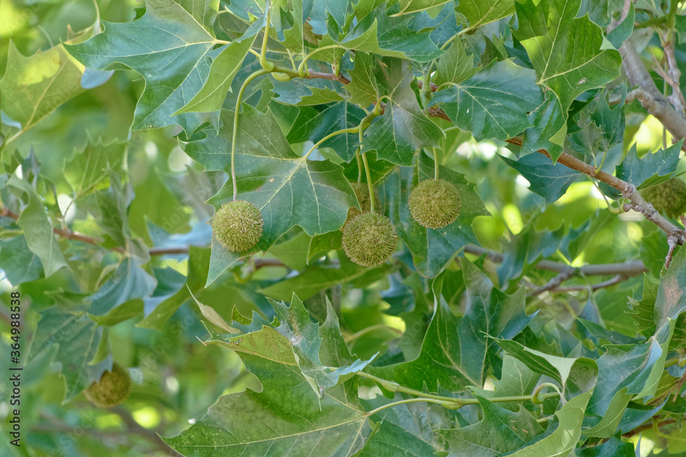 Akènes globuleux de platane à feuilles d'érable - Gard - France Akènes globuleux de platane à feuilles d'érable - Gard - France