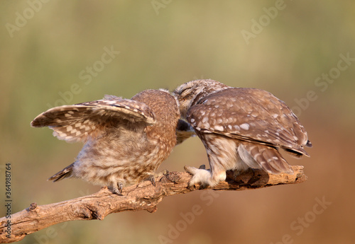 Adult birds and little owl chicks (Athene noctua) are photographed at close range closeup on a blurred background. 