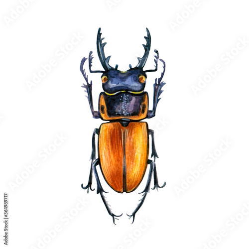 Watercolor illustration of a Insect. Hand made character. Insect isolated on white background. Watercolor hand-drawn illustration. 