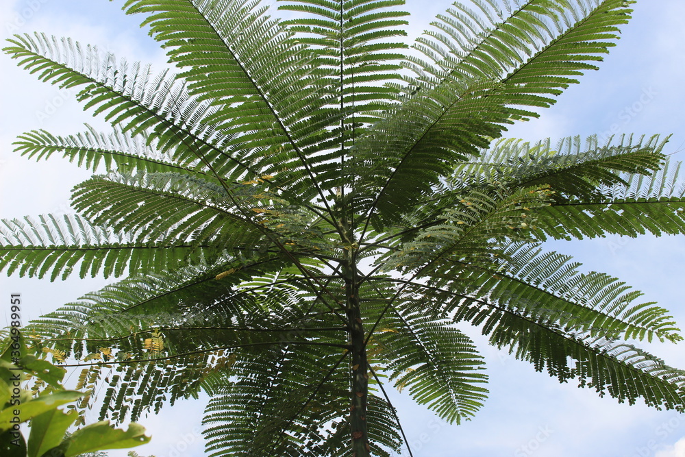 Fototapeta premium palm tree leaves