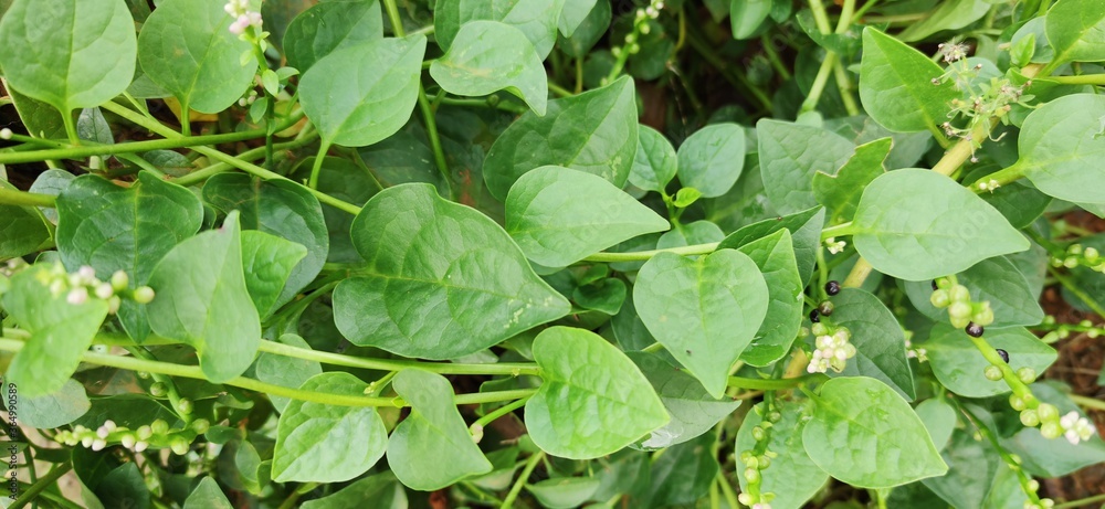 Fresh green vegetable name Sayur Licin in Malay language.Its famous vegetables in Borneo Island, Sabah, Malaysia. Fresh green vegetable name Sayur Licin in Malay language.Its famous vegetables in Borneo Island, Sabah, Malaysia.