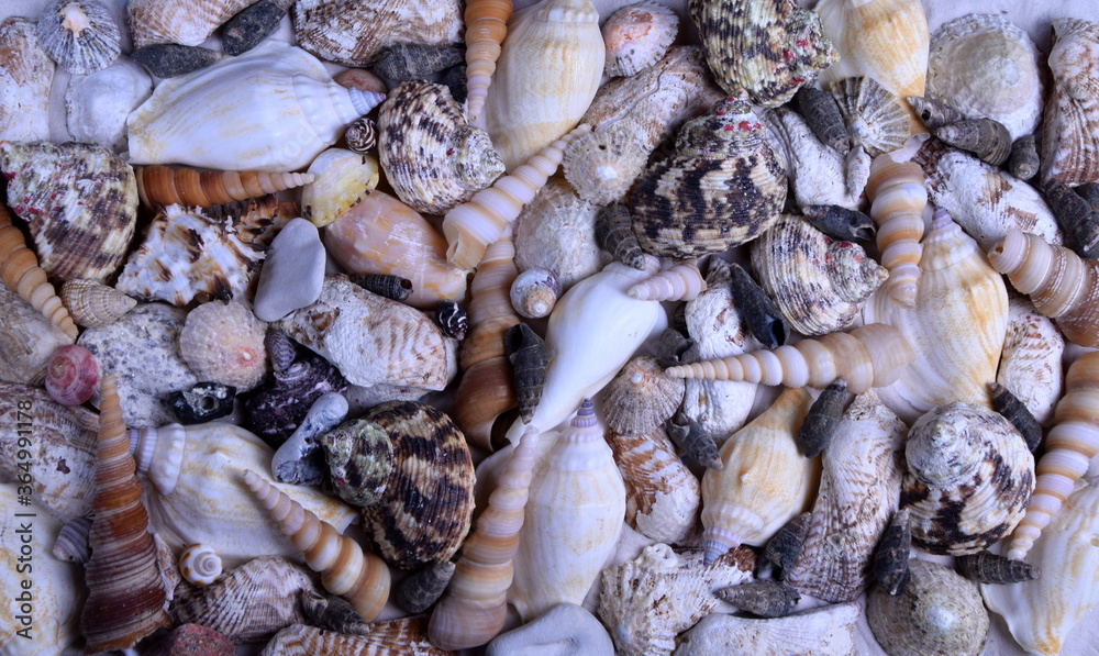 Mixed seashells on sand and blue background