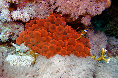 Bulb-tentacle sea anemone (Entacmaea quadricolor) and Clownfish in Red Sea photo