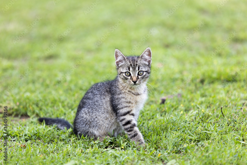 eine süsse kleine katze sitzt alleine im grünen gras