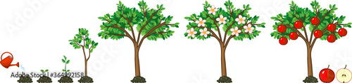Life cycle of apple tree. Stages of growth from seed and sprout to adult plant with fruits	
