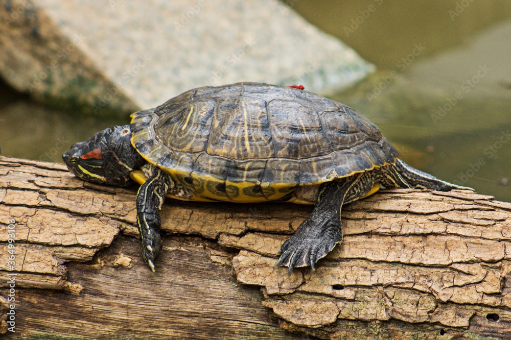 Turtle on a branch