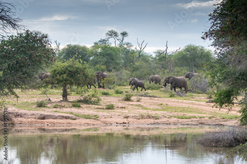 A family group of African Elephants  Loxodonta africana  at a waterhole in the Timbavati Reserve  South Africa