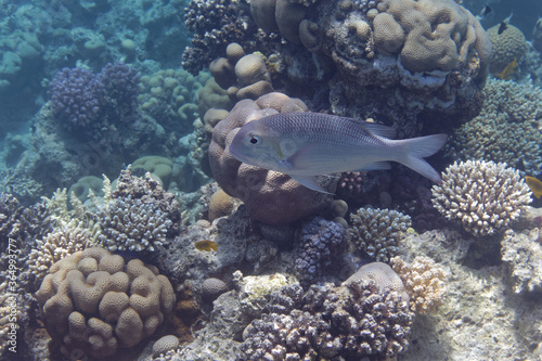  Bigeye barenose, Humpnose big-eye bream or Roundtoothed large-eyed bream (Monotaxis grandoculis) in Red Sea