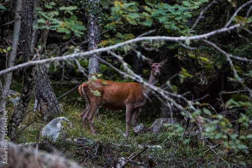 Fototapeta Naklejka Na Ścianę i Meble -  Deer in Capcir forest, Cerdagne, France
