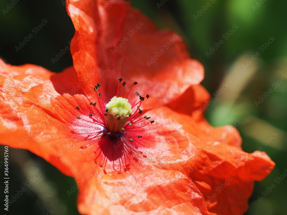 Klatschmohn (Papaver rhoeas) auch Mohnblume oder Klatschrose ist weit verbreitet und leuchtet im vollen Rot Klatschmohn (Papaver rhoeas) auch Mohnblume oder Klatschrose ist weit verbreitet und leuchtet im vollen Rot