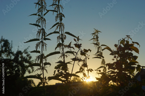 Summer grasses look beautiful in front of the sunset.