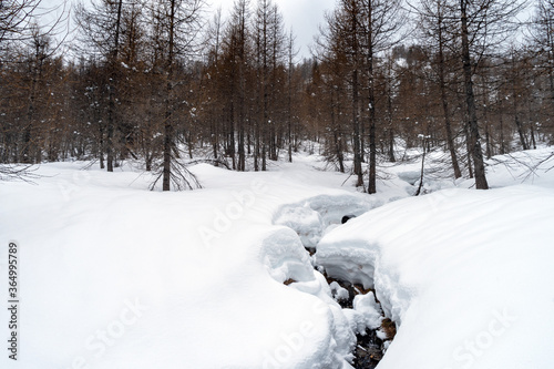 Alpine forest in winter