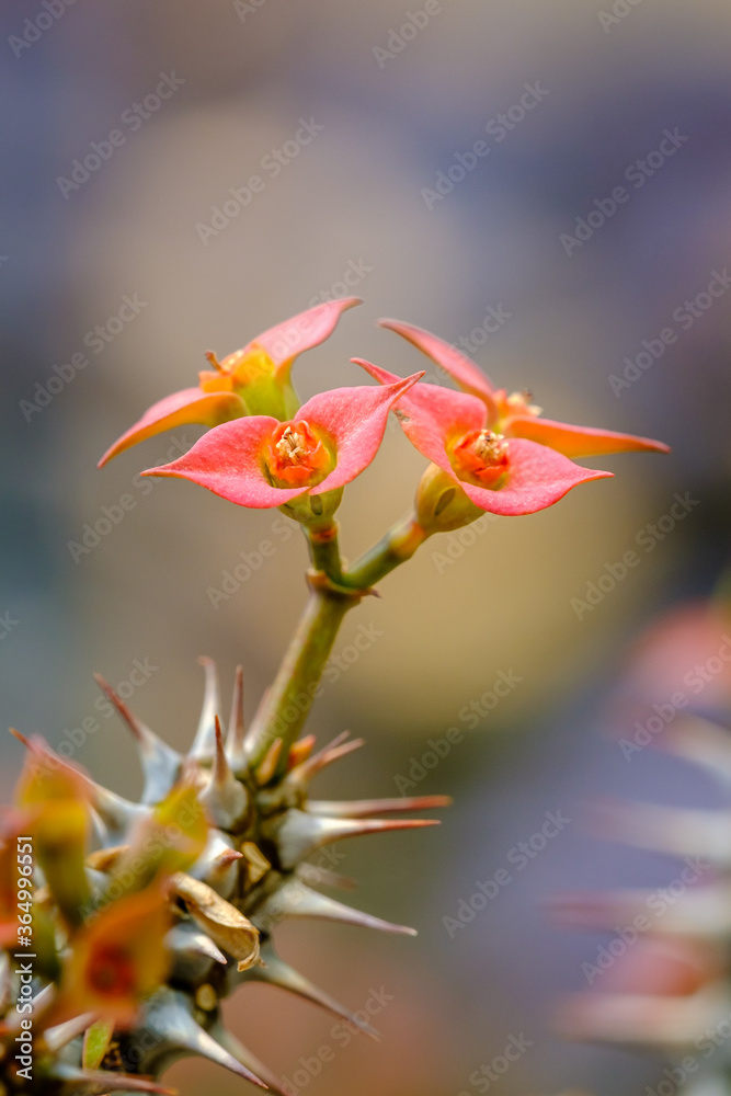 macro closeup of hot orange cantus flowers