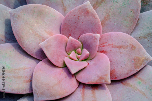 macro closeup of hot pink cantus flowers photo