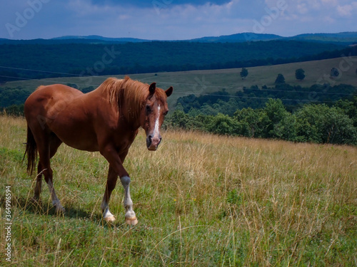 Fototapeta Naklejka Na Ścianę i Meble -  Horse on hill