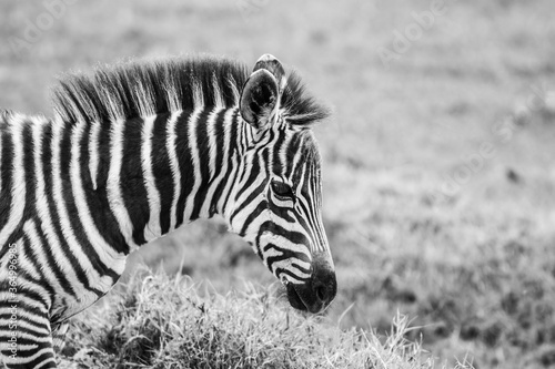 zebra in the wild