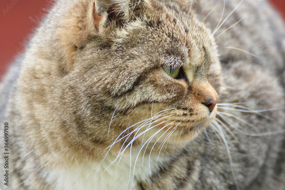 thick striped brown cat close-up thick striped brown cat close-up