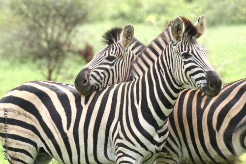Fototapeta Naklejka Na Ścianę i Meble -  Zebra Kruger Park South Africa